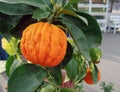 Decorative tangerines hang on a tree branch