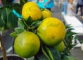 Decorative tangerines hang on a tree branch