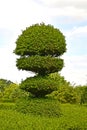 Decorative Topiary on a tree in a country garden