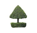 Decorative Topiary Tree in Dome shaped on isolated white background with Clipping path