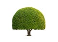 Decorative Topiary Tree in Dome shaped on isolated white background with Clipping path for gardening design