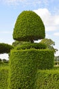 Decorative Topiary Tree