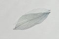 Decorative transparent white skeleton leaf with beautiful shadow isolated on white background Royalty Free Stock Photo