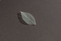 Decorative transparent white skeleton leaf with beautiful shadow isolated on dark brown background Royalty Free Stock Photo