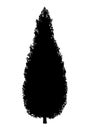 Decorative tree silhouette. Thuja occidentalis smaragd columna_01