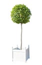 Decorative tree in white wooden box Royalty Free Stock Photo