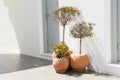 Decorative trees in the clay pots near the house Royalty Free Stock Photo