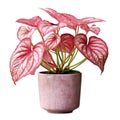 Decorative trees, pink caladium, decorative plant pots, on transparent background Png V1