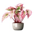 Decorative trees, pink caladium, decorative plant pots, on transparent background Png V2