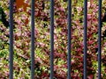 decorative trees with pink cherry blossom seen through steel balcony railing Royalty Free Stock Photo