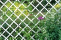 Decorative trellis for purple clematis. Fence made of white wooden slats for garden flowers