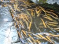 Decorative trout breeding pond Royalty Free Stock Photo