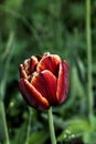 Decorative tulip. Cultivated flower. Royalty Free Stock Photo