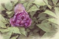 Tulip flower, pink rose, vintage shabby background, retro card Royalty Free Stock Photo