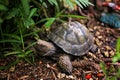 Decorative Turtle Statue Hiding in the Plants in the Garden