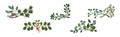 Decorative Twig and Branch Border and Element Vector Set Royalty Free Stock Photo