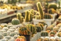 Decorative various little cactus plants with warm sunshine rim light on the edges of their leaves, areoles, and spines in a small