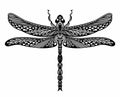 Vector dragonfly on white background. Insect symbol