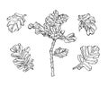 Decorative vector oak branch leaves with black streaky