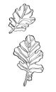 Decorative vector ink drawing oak leaves with streaky