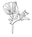 Decorative vector ink drawing poppy flower with leaves Royalty Free Stock Photo