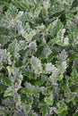Decorative vegetative background. Foliage of Dusty Miller plant Royalty Free Stock Photo