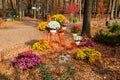 Decorative vintage bicycle shape stand with chrysanthemums in autumn park