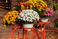 Decorative vintage bicycle shape stand with chrysanthemums in autumn park