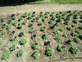 Decorative violet flowers on dirt ground