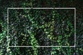 Decorative wall with green leaves background and white frame Royalty Free Stock Photo