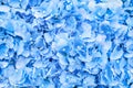 Decorative wall of light blue hydrangea textiles, a beautiful floral holiday background for wedding ceremonies, love cards and Royalty Free Stock Photo