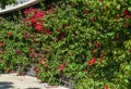 Decorative walls with blooming Bougainvillea plants with beautiful red pink flowers in City park Krasnodar or Galitsky Park