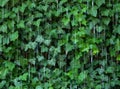 Decorative water curtain in front of lush green ivy in motion blur