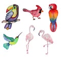 Watercolor colibri bird clipart