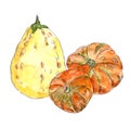 decorative watercolor pumpkin on white background, halloween, thanksgiving