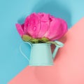 Decorative watering can with pink peony flower on punchy pink and blue. Gardening concept.