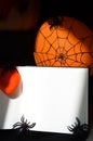 Decorative web with spiders in sunlight for Halloween Royalty Free Stock Photo