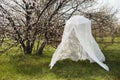 Decorative wedding arch around a flowering tree Royalty Free Stock Photo