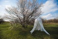 Decorative wedding arch around a flowering tree Royalty Free Stock Photo