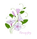 Decorative wedding element convolvulus bouquet. White and pink flowers bindweed. isolated morning-glory.