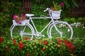 A decorative white bicycle with flower pots surrounded by flower beds. White bicycle in a green garden. Selective focus Royalty Free Stock Photo