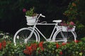 A decorative white bicycle with flower pots surrounded by flower beds. White bicycle in a green garden. Selective focus Royalty Free Stock Photo