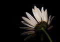 Decorative white daisy on a dark background