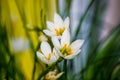 decorative white flower rain lily Zephyranthes grandiflora Royalty Free Stock Photo