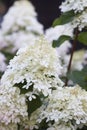 Decorative white hydrangea bloom in countryside Royalty Free Stock Photo
