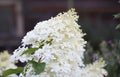 Decorative white hydrangea bloom in countryside Royalty Free Stock Photo