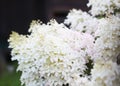 Decorative white hydrangea bloom in countryside Royalty Free Stock Photo