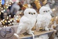 decorative white owls with christmas