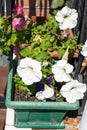 Decorative white petunia surfinia flowers Royalty Free Stock Photo