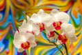 Decorative white phalaenopsis blume orchids with colorful abstract wavy backgroun